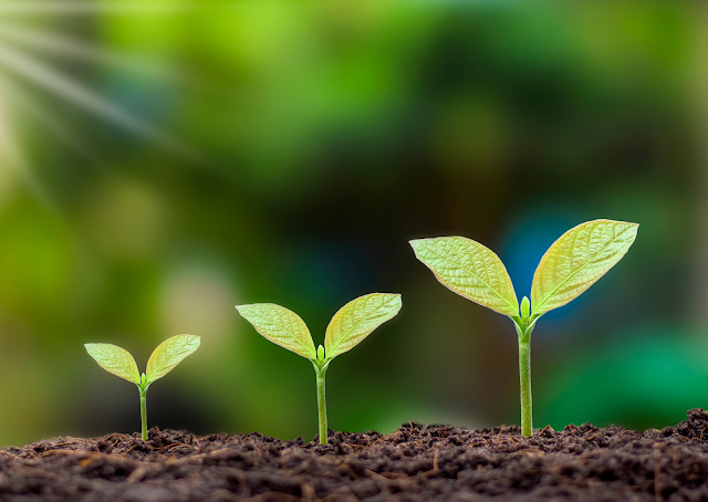 Plant-Based Living: A Sustainable Food Choice