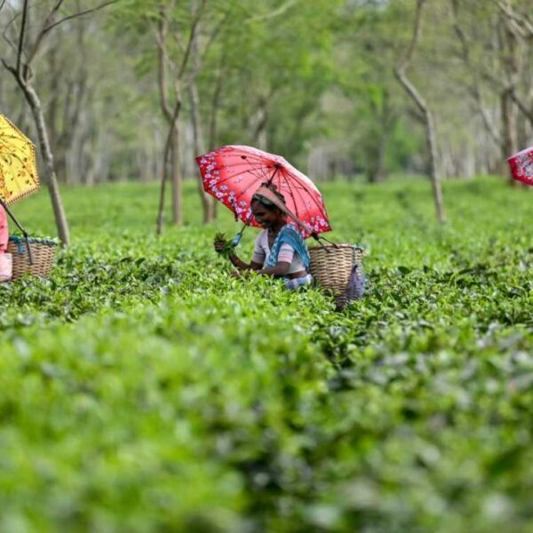 Darjeeling Tea Production Disrupted by Severe Monsoon Rains