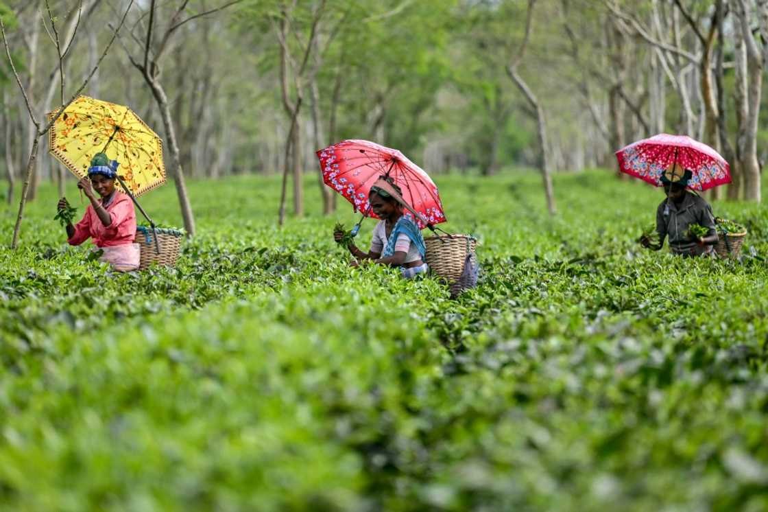 Darjeeling Tea Production Disrupted by Severe Monsoon Rains