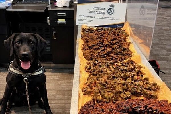 Nigerian Fined at Canadian Airport for Smuggling 40kg of Chicken and Kilishi