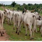 Adamawa Government Destroys Over 70 Poisoned Cattle in Safety Measure
