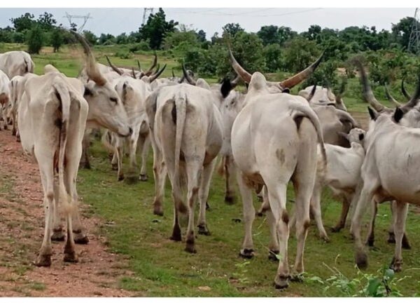 Adamawa Government Destroys Over 70 Poisoned Cattle in Safety Measure