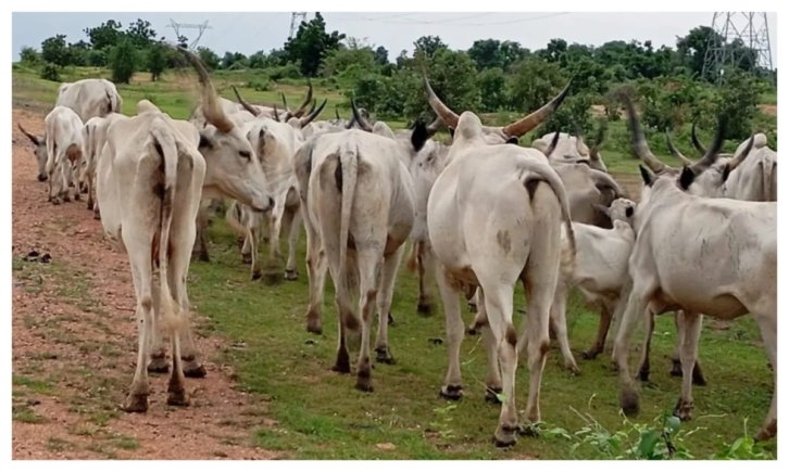 Adamawa Government Destroys Over 70 Poisoned Cattle in Safety Measure