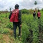 Troops and NDLEA Destroy Illegal Cannabis Farm in Cross River State