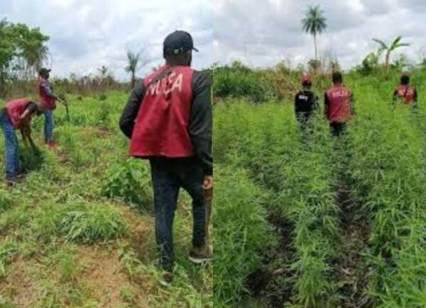 Troops and NDLEA Destroy Illegal Cannabis Farm in Cross River State