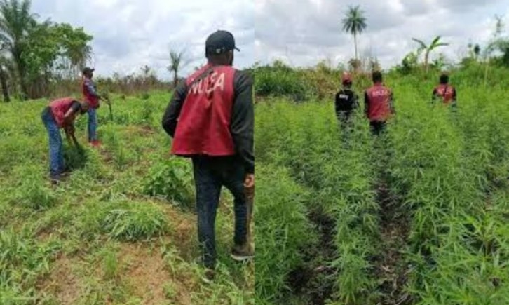Troops and NDLEA Destroy Illegal Cannabis Farm in Cross River State