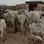 Police Crack Down on Fraud Syndicate, Recover 67 Rustled Cattle in Niger