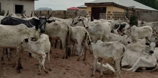 Police Crack Down on Fraud Syndicate, Recover 67 Rustled Cattle in Niger