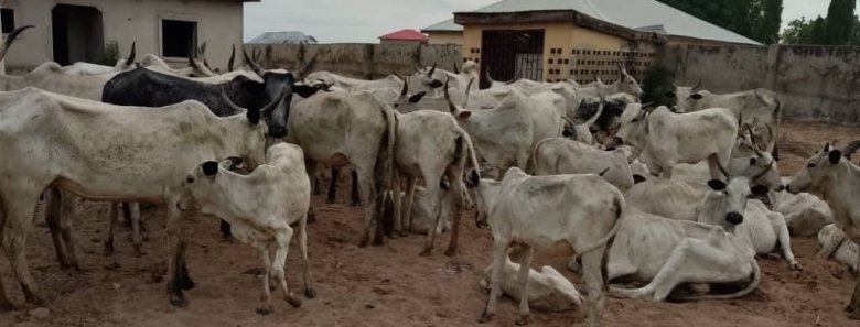 Police Crack Down on Fraud Syndicate, Recover 67 Rustled Cattle in Niger