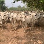 Police Repel Bandits, Recover 70 Rustled Livestock in Katsina State