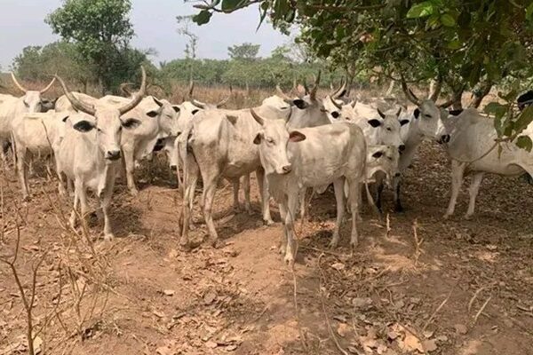 Police Repel Bandits, Recover 70 Rustled Livestock in Katsina State
