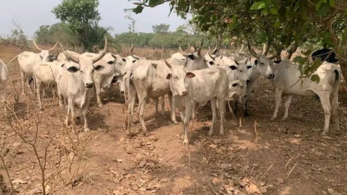 Police Repel Bandits, Recover 70 Rustled Livestock in Katsina State