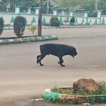 Stray Dog Causes Panic at Ebonyi Government House, Prompting Workers to Flee for Safety