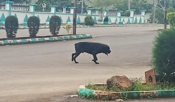Stray Dog Causes Panic at Ebonyi Government House, Prompting Workers to Flee for Safety