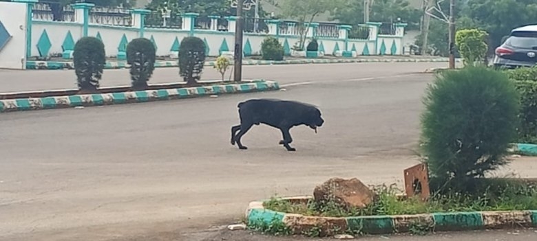 Stray Dog Causes Panic at Ebonyi Government House, Prompting Workers to Flee for Safety