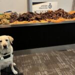 Police Dog Detects Hidden Guinea Fowl and Goat Meat in Nigerian Traveller’s Luggage at Canadian Airport