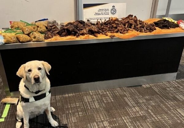Police Dog Detects Hidden Guinea Fowl and Goat Meat in Nigerian Traveller’s Luggage at Canadian Airport