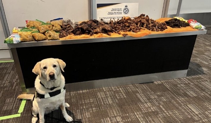 Police Dog Detects Hidden Guinea Fowl and Goat Meat in Nigerian Traveller’s Luggage at Canadian Airport