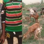 Police Arrest Two Suspected Kidnappers, Recover 26 Stolen Goats in Yobe State
