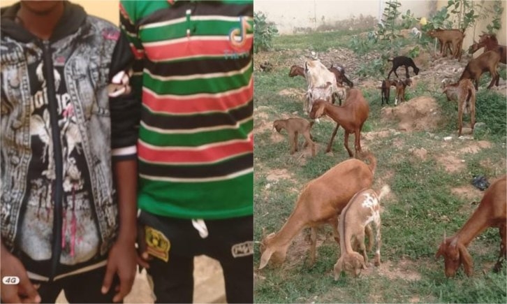 Police Arrest Two Suspected Kidnappers, Recover 26 Stolen Goats in Yobe State