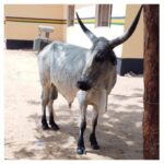 Police Arrest Man with Alleged Stolen Bull in Bauchi