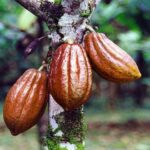 Nigeria’s Cocoa Exports to EU Under Threat Due to New Deforestation Regulations