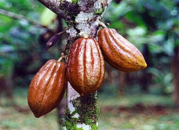 Nigeria’s Cocoa Exports to EU Under Threat Due to New Deforestation Regulations