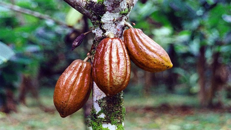 Nigeria’s Cocoa Exports to EU Under Threat Due to New Deforestation Regulations