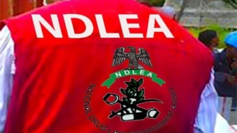 NDLEA Issues Warning Over Circulating Cannabis-Infused Cookies and Gummies